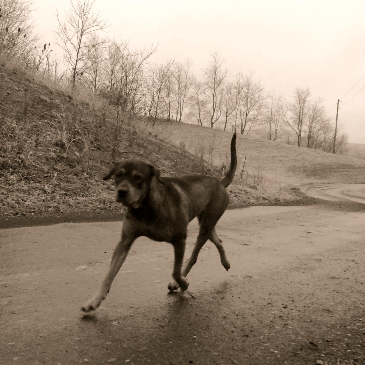 We started a journey to change the world! Barely 3 & he passed from cancer. Now, I must continue w/ Buddy in my heart via Blazing Trails for Tails. Join us. XO