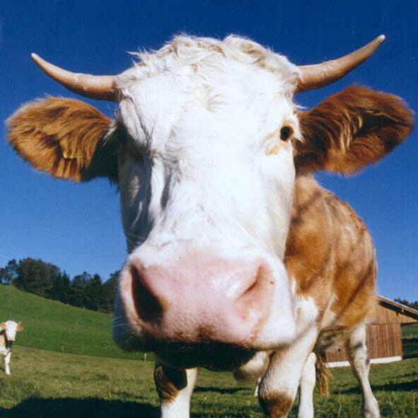 19 | Games | mag Tiere | Dauermüde | Landwirt | Keine Ahnung was ich hier noch schreiben soll