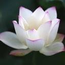 Jennifer A - @JenniferArangoC - Twitter