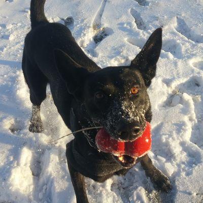 OPDK9Apollo's profile picture. Omaha P.D. K9 Unit Day shift, Belgian Malinois