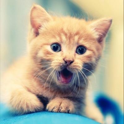 Not the actual Emergency Kittens account.