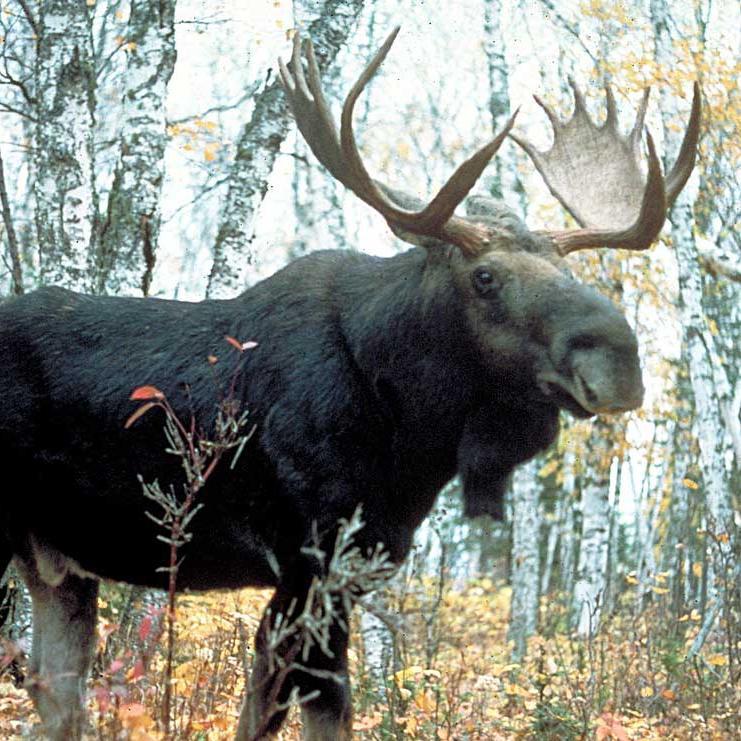 Well this is a bit awkward, eh? So, you see… I'm a Moose.