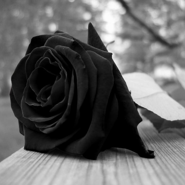 Yasar3th's profile picture. •«GôD».My ƒãm!ly..❥↓↕↑ F®‼end§ ←LÕøvee♥..Mù§i¢ ♪♫♪♫♪..❥•¸¸.☆`ánð Ğãmēş..I Lövee A¶.♥❥♥...❀¸¸¸.•*´¯`❀ ✿ ✿