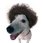 hotdtweet's profile picture. hare of the dog, northern pub rock washed down with a fresh barrel of bitter, fine innuendo,bad jokes and scampi fries