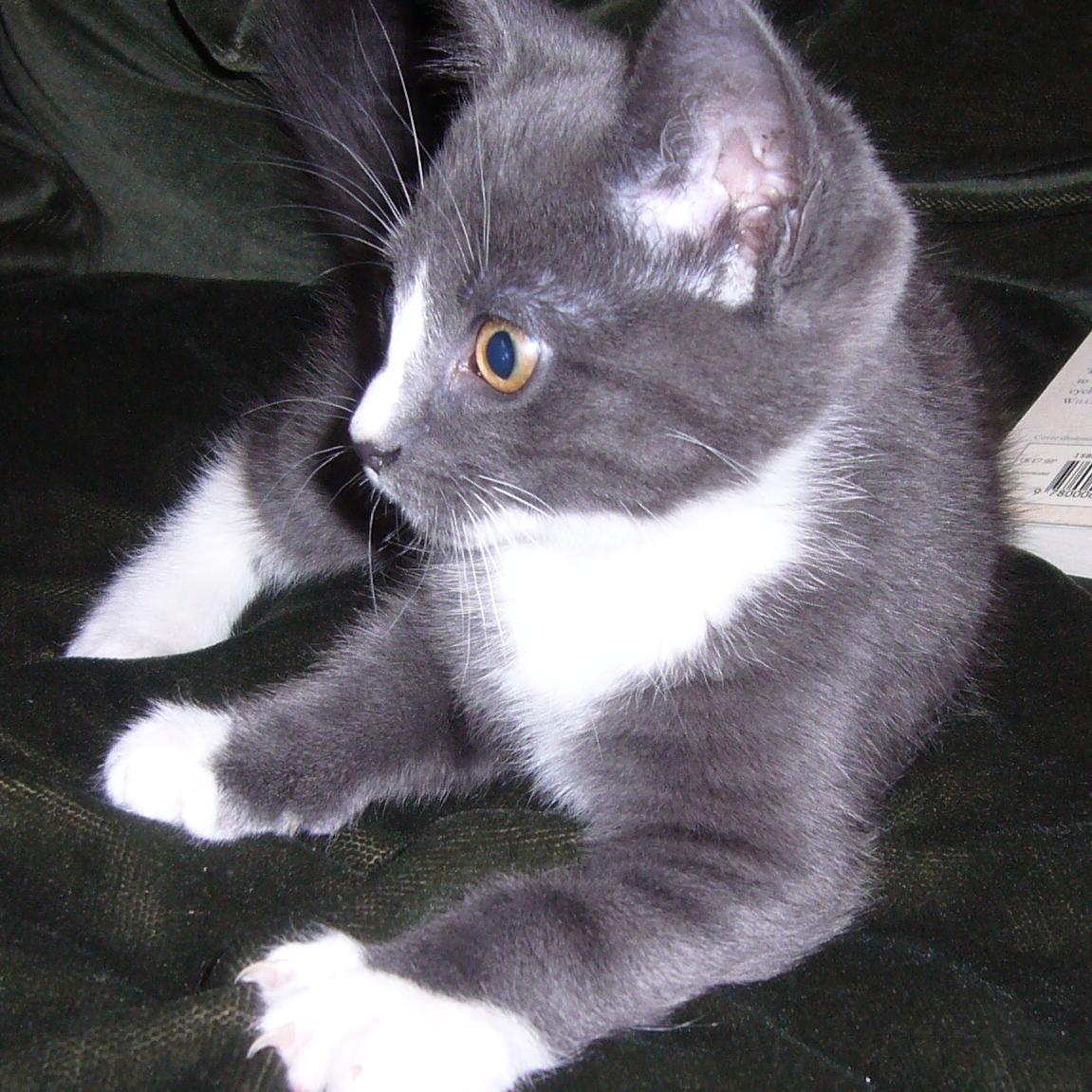 cabalamat's profile picture. Brexit is probably the stupidest decision any British government has ever made.