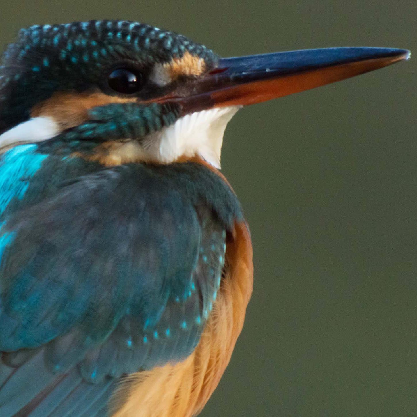 ライフワークの一環としてカワセミを中心に鳥の撮影に行ったり観光地の撮影をしている今日このごろです。