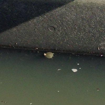 ちゃんそん寄りのぴえむペンです (^-^)/　もし願いがひとつ叶うなら、あの上唇を摘んでみたいです ' y')