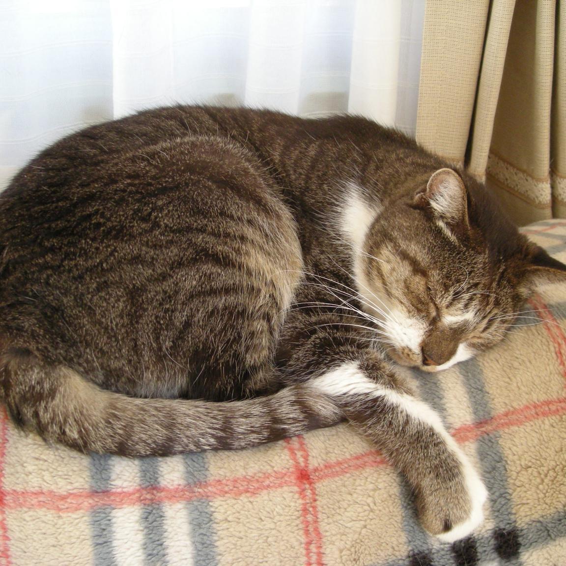 保護猫達と暮す/菜食/動物には自由に生きる権利がある/毛皮、皮革、羽毛、羊毛、絹等不買/動物実験した化粧品、トイレタリー商品等不買/生体販売の禁止を望む/生体展示、動物ショー等娯楽の為に動物を利用するな/使役動物の解放を望む/#脱原発/矛盾だらけでも出来る事から一歩を踏出そう/JAVA会員/自動車整備士