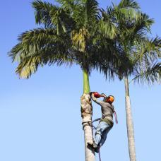 The Palms Tree Service Inc. was founded in 1972 in Florida to render tree services at affordable prices.