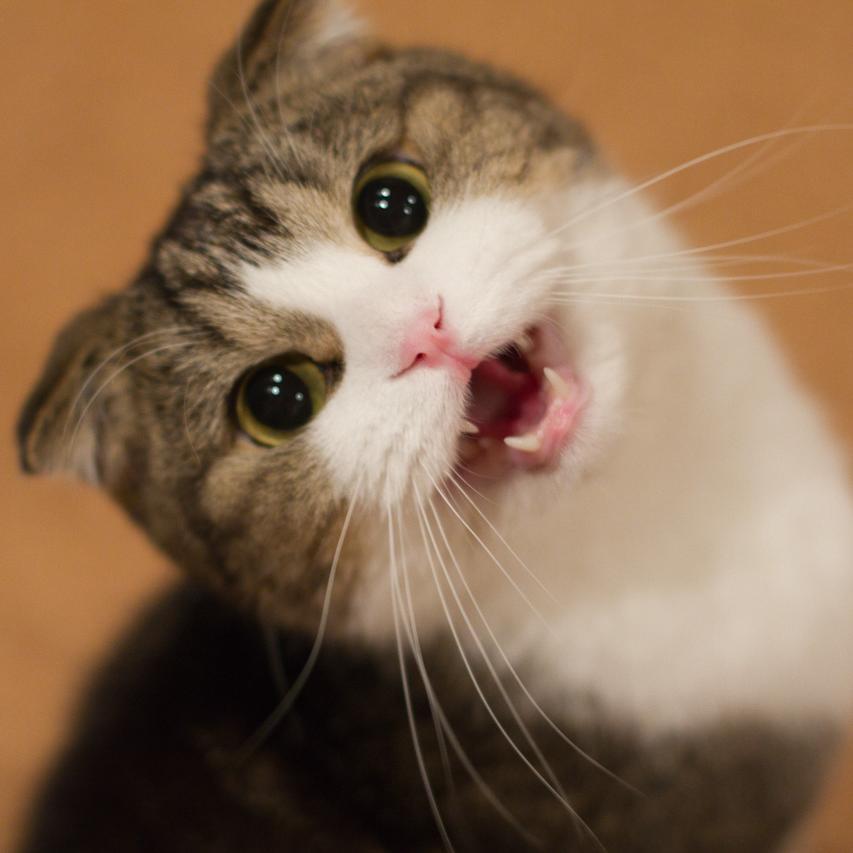 this is a free follow from @MeowingIsWeak . pls follow her NOT THIS & subscribe to her youtube https://t.co/uSBfG7uwYE