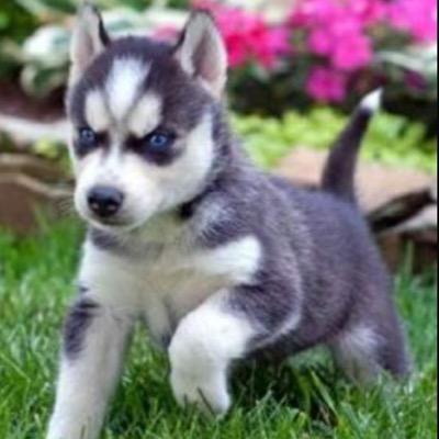 heaven_husky's profile picture. huskies are kinda sorta life