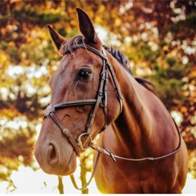 I talk to more horses than people