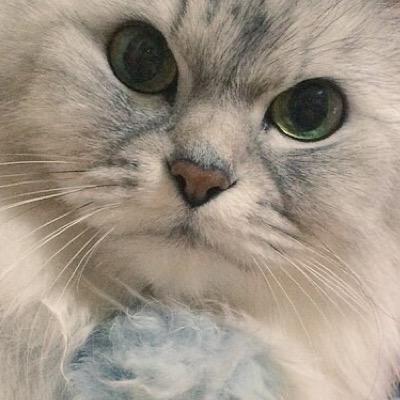 誰か私に黄瀬くんorマリーちゃんください。これ使えなくなったらTwitterやらない