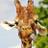 impropergiraffe's profile image