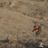 SportingDog_TV's profile image