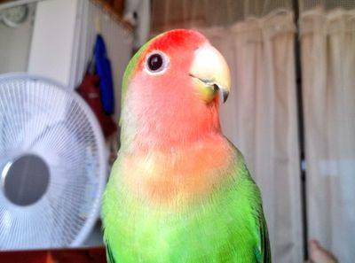 菅栄2/back number/ｾｶｵﾜ/ｲﾝｺ/ﾊﾘﾈｽﾞﾐ                     ペット垢:コザクラインコとハリネズミ飼育中                                                         無言フォロー失礼します(´・ω・`)