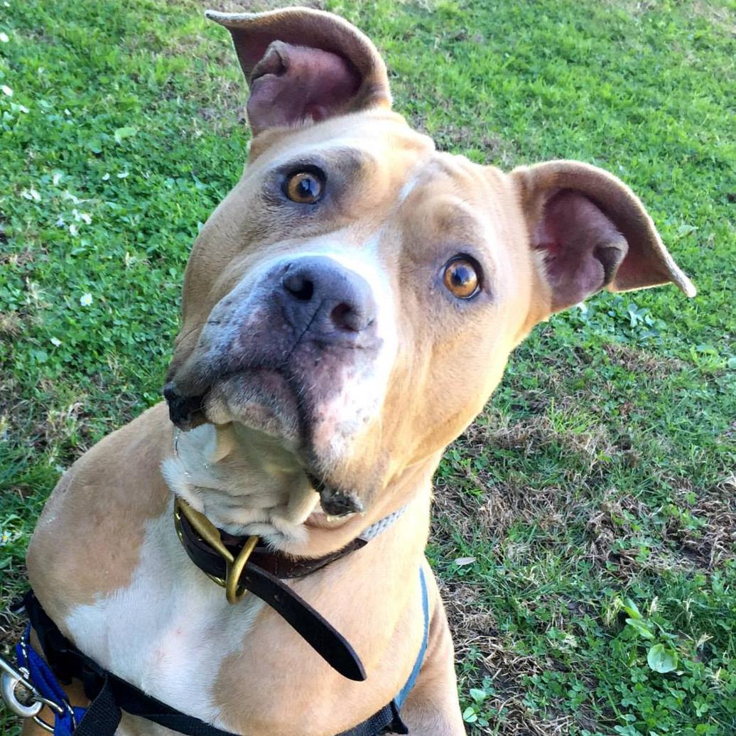 SharPei-Boxer Mutt