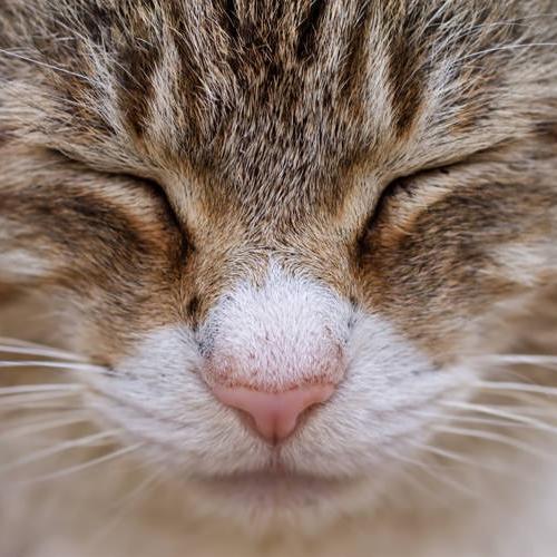 猫の可愛い・面白い・癒されるような動画を紹介しています。ぬこの魅力にメロメロになりましょう！お気軽にフォロー＆シェア＆RTどぞ！(ΦωΦ)b FB：https://t.co/OSkUof6Eiu