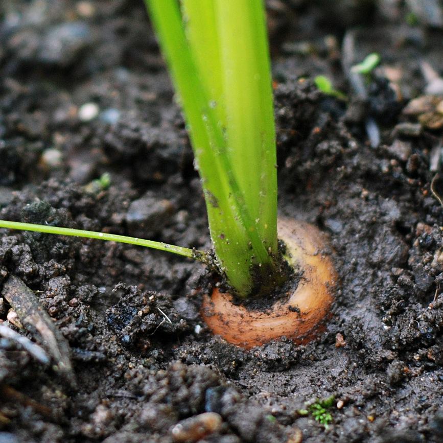 SeasonalBody's profile picture. Project & upcoming podcast about nature connection, disability justice, body liberation & food justice. Created by @JulieCNowak // https://t.co/cDsI1i6LqO