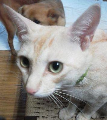 アイマス大好きっこ。他にも色々かじってます。