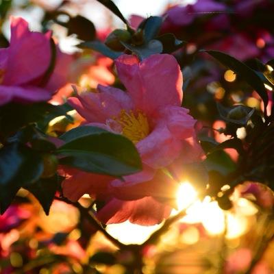 ksjtssx7's profile picture. 写真とか撮ってます。バイクも乗ってます。