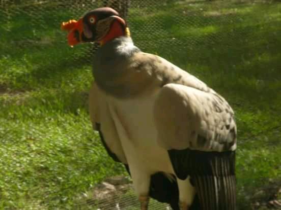 Los llanos orientales