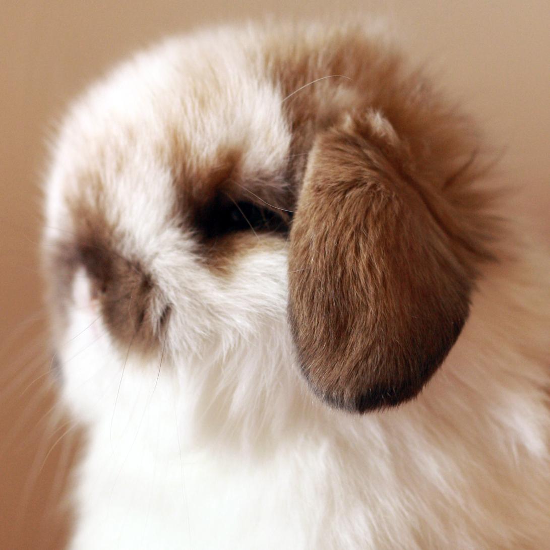 Holland Lop Hobbyist and a Bunny Blogger who have interest in photography and technology.