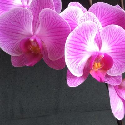 benegalli74 Profile Picture