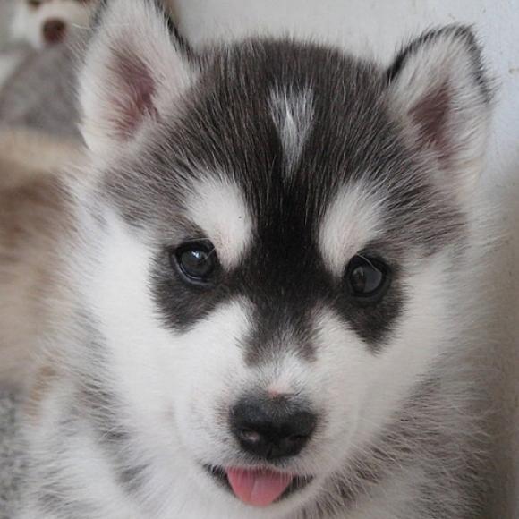 A full-time husky lover, part-time programmer. I work for @AWSCloud & my opinions are my own