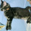 Katie Singh - @Katie_Singh - Twitter