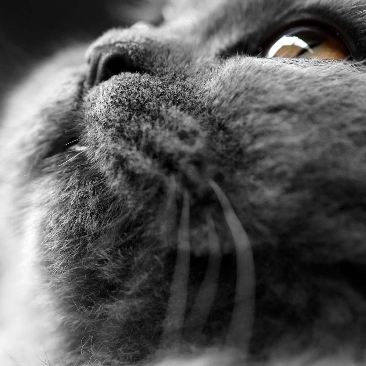 #кот