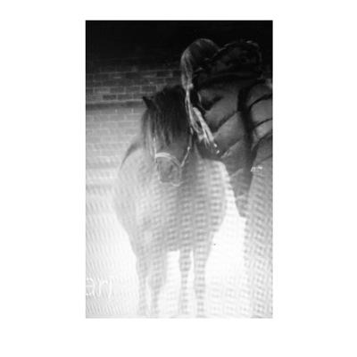 owner of 2 shetlanders, dizzy and nienke :)
