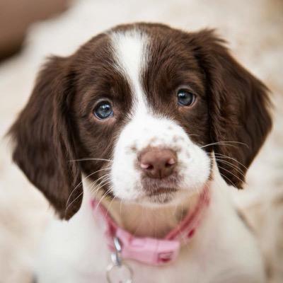 I'm Millie, I'm a Springer, I'm good but also naughty. I've just arrived at my new home. I'm getting trained by Mum & Dad, I'll let you know how I get on