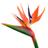 Strelitzia_EAP's profile image