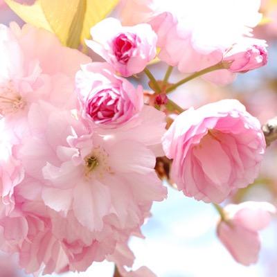 rukia555444333's profile picture. 大阪住み▶︎京都に住みたい
趣味▷寺社巡り、御朱印集め、食べること
歴史特に幕末。
尊敬するのは司馬遼太郎さん。