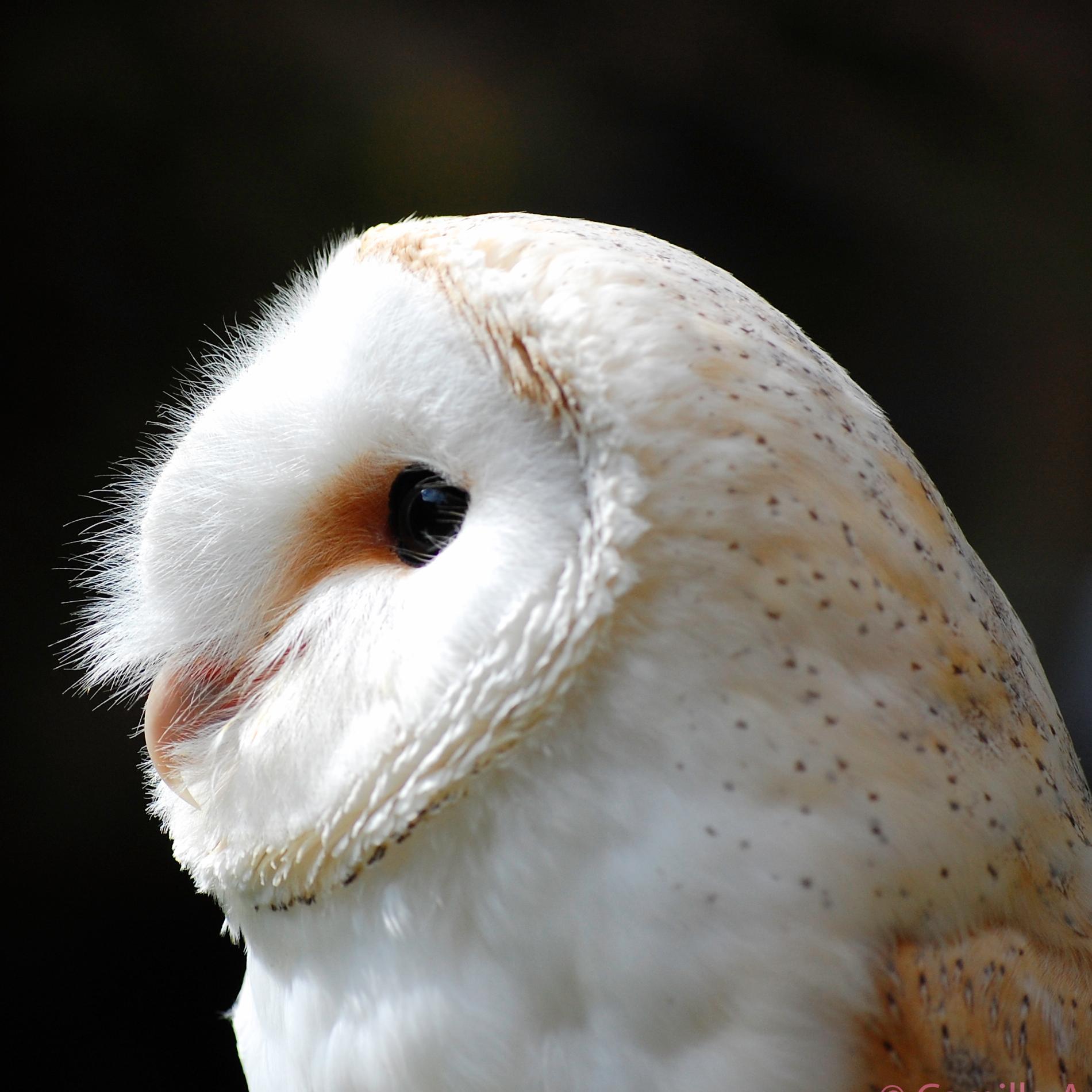 Owl Adventures is an experienced falconry business offering flying shows, static displays, educational visits, wedding ring delivery and more, (Yorkshire, UK).