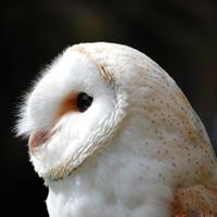 Owl Adventures (@owladventures) 's Twitter Profile