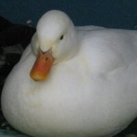 Ｄｉａｎｅ　Ｎｉｎｏ (@hiyokoyasan) 's Twitter Profile