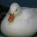 Ｄｉａｎｅ　Ｎｉｎｏ (@hiyokoyasan) Twitter profile photo