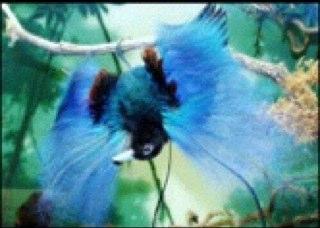 morvinbolang's profile picture. 