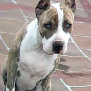 Hunde, Autos und Technik sind meine Leidenschaft. Follow me and I follow you back!