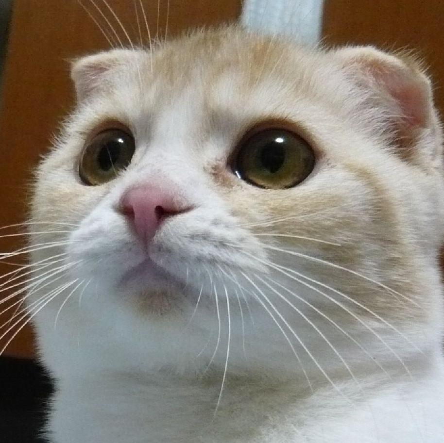 激かわ にゃんこ画像 Gekicawa Nyanko Twitter 激かわ にゃんこ画像 Gekicawa Nyanko Twitter