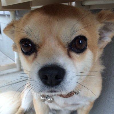 お絵かきします。msspさまが好きです。人外組推し。お顔捏造注意。
follow me  ＊北海道＊ 無言フォローのフォロバは気まぐれです