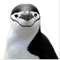 ペンギンブック-PenguinBook- (@penguinbook_lue) Twitter profile photo