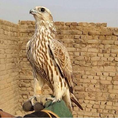 ✵جهينـة✵ العلم العليـم بعينه;