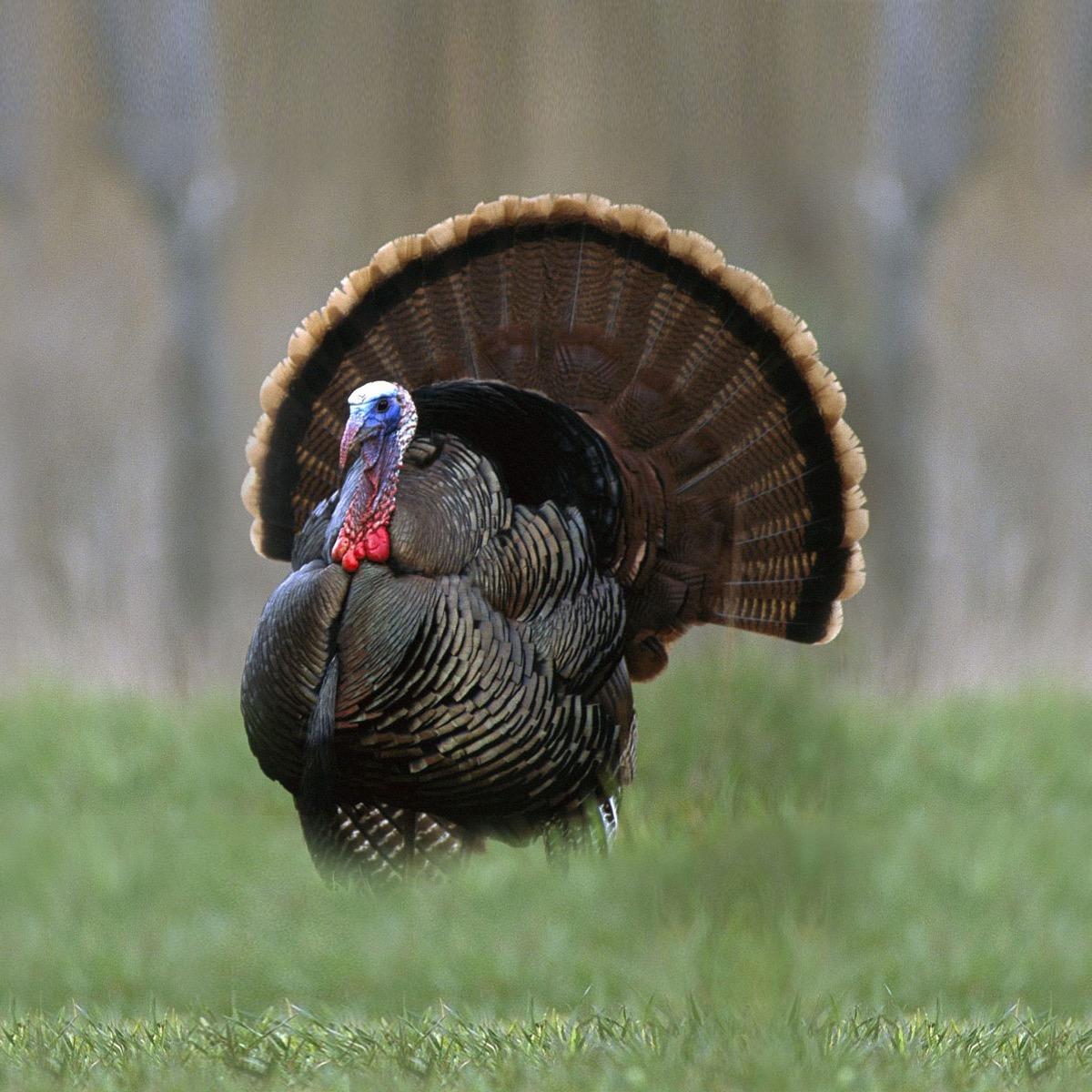 Alabama Governor's One-Shot Turkey Hunt (March 16-18, 2015) Showcasing Outdoor Alabama with Governor Robert Bentley