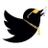 BIackPpITweets's profile image
