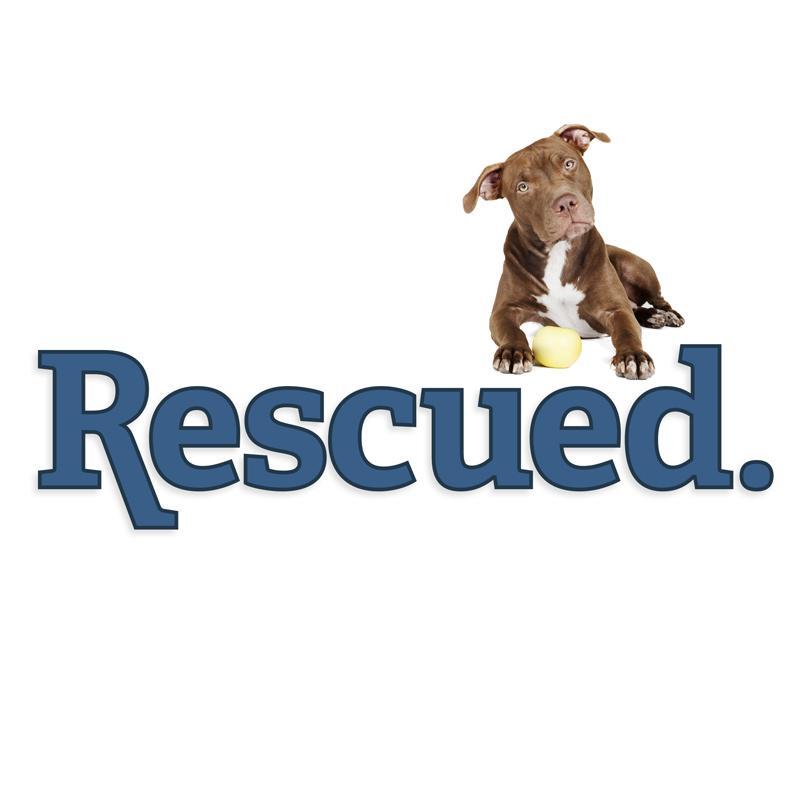 Dog lover, sports fan, and I work in dog rescue. I write articles that feature dogs who need a home and highlight important topics in animal welfare. Roll Tide!