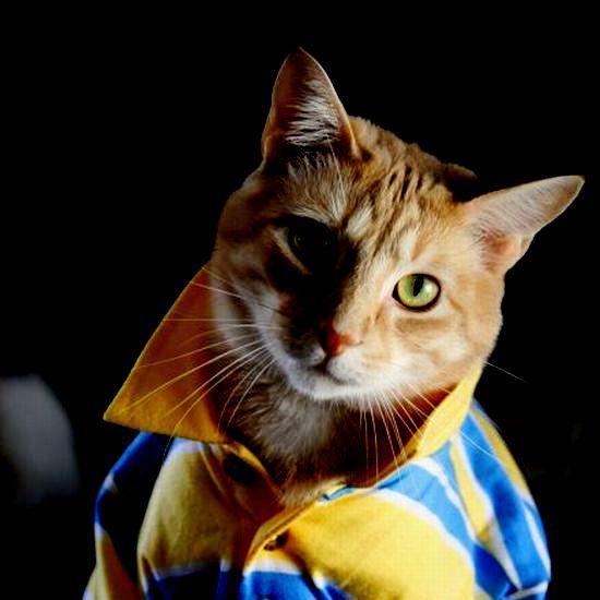 Meow meow meow meow