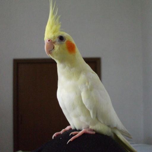 りさねむ寄り箱 伊織ちゃん むすびズム ただのぬるヲタ